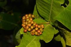 Image result for Rytigynia umbellulata