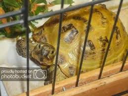Learn proper care, diet and husbandry. Russian Tortoise Our Reptile Forum