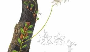 Image result for Phyllorachis