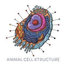 Maybe you would like to learn more about one of these? Structure Animal Cell Stock Illustrations 1 773 Structure Animal Cell Stock Illustrations Vectors Clipart Dreamstime
