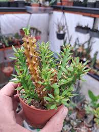 Image result for Euphorbia richardsiae