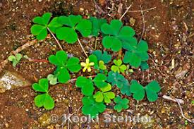 Image result for Oxalidaceae