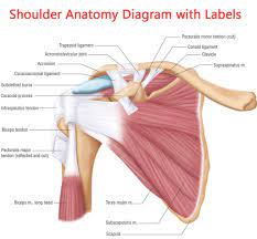 Moderate to serve pain along the outer edge of the clavicle, when raising arm over the head, and/or when reaching arm across the body. Immagine Correlata Shoulder Anatomy Shoulder Joint Anatomy Joints Anatomy