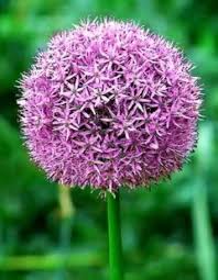25 giant allium globemaster allium giganteum flower seeds + gift & comb s/h. Buy 25 Giant Allium Globemaster Allium Giganteum Flower Seeds In Cheap Price On Alibaba Com