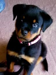 Petland florida has top quality puppies from the top 2% usda breeders available for purchase. German Rottweiler Puppies For Sale Von Valor Cross Rottweilers