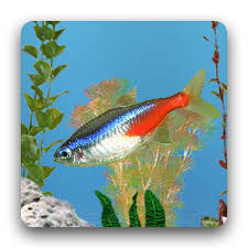 Balling descarga apk para android. Anipet Freshwater Aquarium Lwp Apk 2 4 9 Download Apk Latest Version