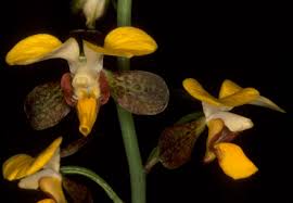 Image result for Streptopetalum