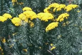 Image result for Hymenodictyon austro-africanum