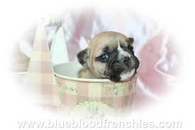 For now, you can see our available french bulldog puppies for sale. French Bulldog Puppies For Sale In Ringgold Georgia Classified Americanlisted Com