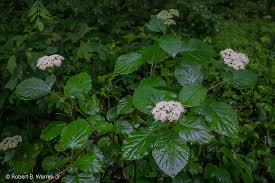 Image result for Hyparrhenia madaropoda