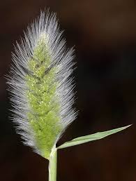 Image result for Polypogon