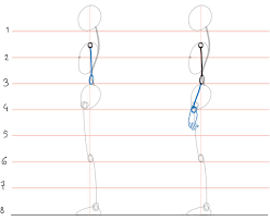 Human Anatomy Fundamentals Basic Body Proportions