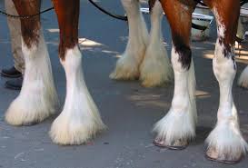 A horse is measured from the ground to its withers. Clydesdales Hooves Photo Sunlightpix Photos At Pbase Com