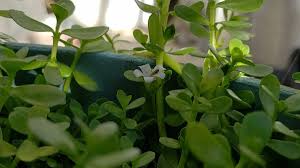 Purslane has a great taste and is rich in minerals and vitamins. Bacopa Monniere Papait Brahmi Or Waterhyssop Hubpages