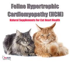 Pin On Cats Health Problems