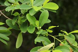Image result for Nectaropetalum