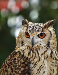 可愛くてカッコイイフクロウたちの画像と動画集 まとめ ページ 2 ailovei 可愛い 目 ドヤ顔 動物