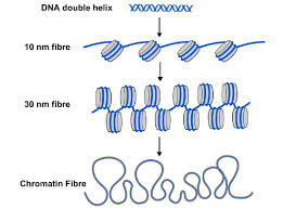Epigenetics It S Not Just Genes That Make Us British Society For Cell Biology Epigenetics Cell Biology How To Make