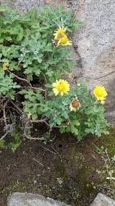 Image result for Chrysanthellum indicum