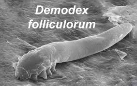 Image result for Demodex brevis