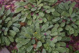 Walmart.com has been visited by 1m+ users in the past month Ctenanthe The Never Never Plants
