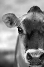 I Eat Grass Chew Cud Get Milked Comprende Vous Cow Photography Jersey Cow Cow Pictures