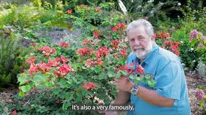 Image result for Bauhinia galpinii