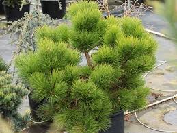 Image result for Pinus rigida