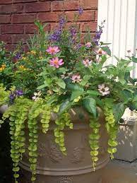 Rob misses his family and friends he enjoys living in this fantastic city. Container Garden Creeping Jenny Pink Zinnas Angelonia Lantana And Lavender Gardening At Repinned Net