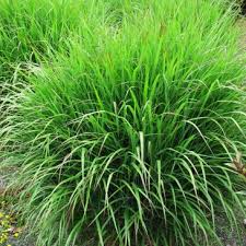 Image result for Panicum aequinerve