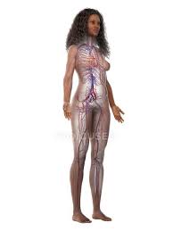 Human muscles · june 1, 2021. Vascular System In Normal Female Body Digital Illustration Vessels Human Anatomy Stock Photo 312141614