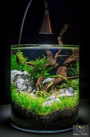 Nature aquarium aquascape focused freshwater aquatic plants and aquarium fish store. Mini Mystic Kingdom Aquarium Vorstellung Aquascaping Und Susswasser Onescape Club Dein Meerwasser Forum Fur Riffaqu Aquarium Aquarium Fish Nano Aquarium