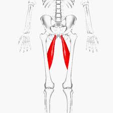 Eine thrombose zeigt sich in der tiefen beinvene, der vena femoralis, an der innenseite der oberschenkel. Adduktoren Hufte Und Unteren Rucken Dehnen Libelle Yogaubung Muskelschmerzerfahrung