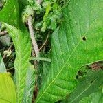 Image result for Anthocleista vogelii