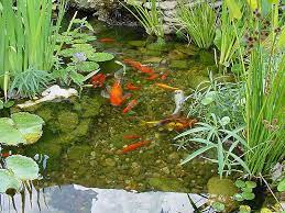 Keeping Pond Water Clear Hollywood Fish Farm