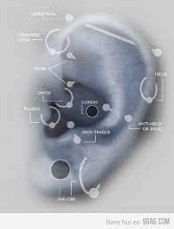 Piercing Names Because I Was Always Curious Different Ear Piercings Ear Piercings Piercings