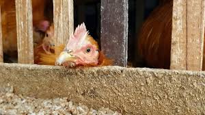 No se han reportado casos humanos de h10n3 en el mundo, y el virus h10n3 entre las aves de corral es poco patógeno. 069xqe9iyneknm