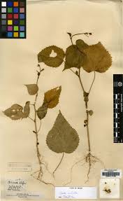 Image result for Sida veronicifolia