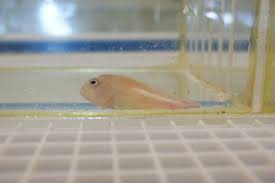 Arc Eye Hawkfish Paracirrhites Arcatus For More Information Or A Complete Price List Please E Mail Contactus Wholemarine Com Fish Pet Tropical Fish Fish