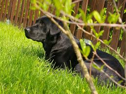 Check spelling or type a new query. 10 Plants Poisonous To Dogs
