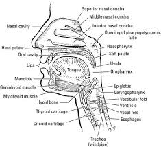 It makes up the upper respiratory system along with the paranasal sinuses, oral cavity, pharynx, and larynx, and is the first of the structures that form the respiratory tract. The Anatomy Of The Nose Dummies
