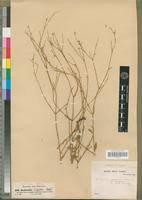 Image result for Kohautia caespitosa