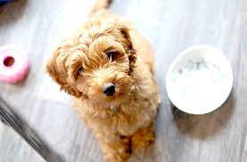12 facts only labradoodle people understand best dog food large dog breeds labradoodle