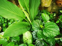 Image result for Adenolobus pechuelii