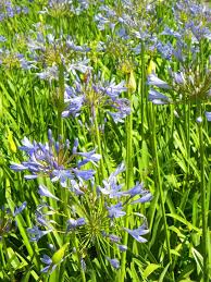 Image result for Agapanthus africanus