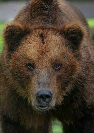 Pin By Mattie Wood On Magnificent Animals Grizzly Bear Bear Brown Bear
