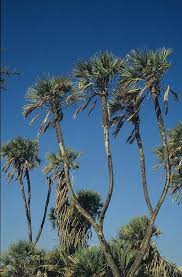 Image result for Hyphaene