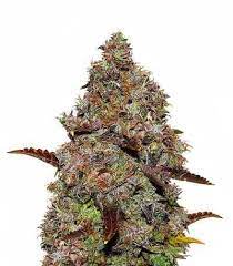 Maybe you would like to learn more about one of these? Gelato 41 Cannabis Strain Seed Stockers Thc 15 20