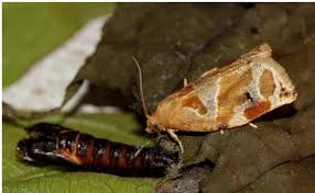 Image result for Emilia pseudactis