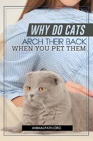 Why Do Cats Arch Their Backs When You Pet Them In 2020 Cats Your Pet Pets
